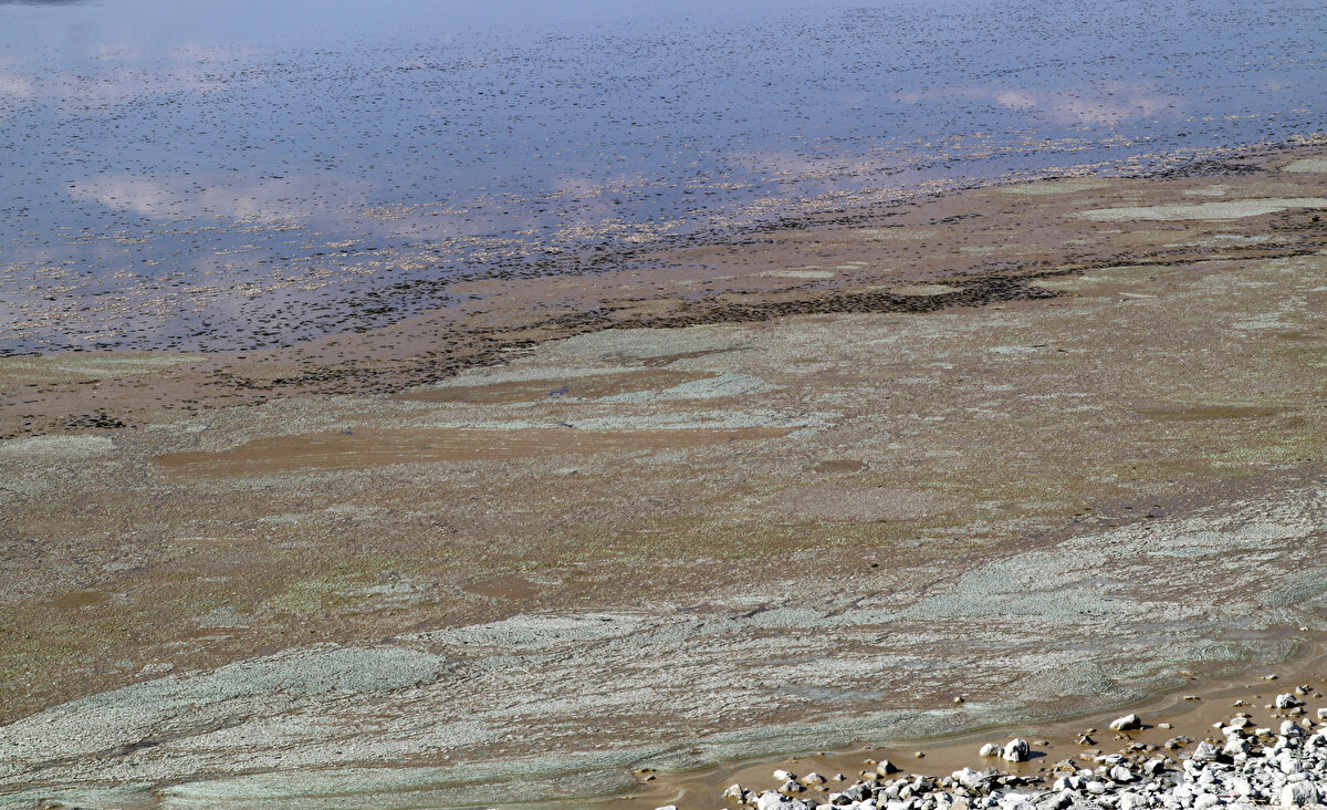 Gölün yüzeyi geçtiğimiz haftalarda yeşil alg tabakasıyla kaplandı, tabakanın rengi zamanla koyulaştı.<br><br>