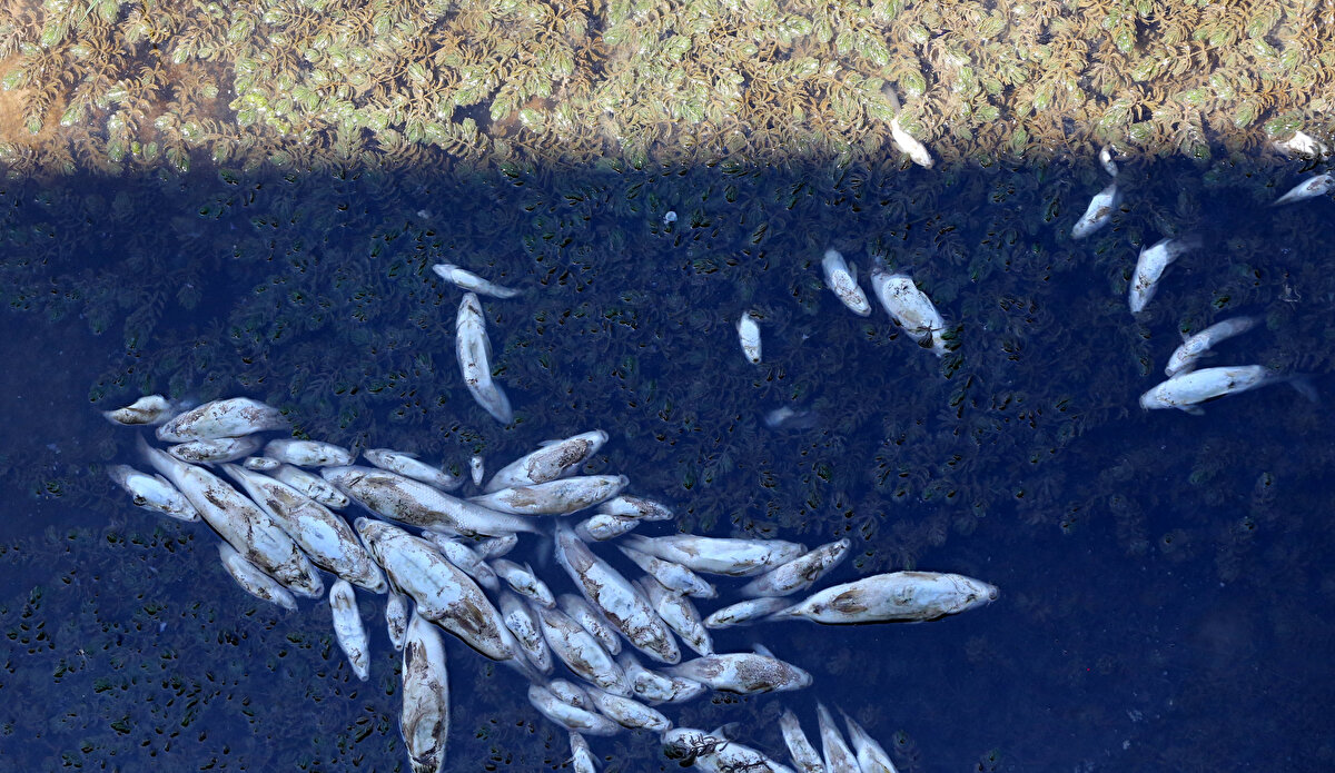 Tarım ve Orman İl Müdürlüğü Su Ürünleri Şubesi ekipleri, bölgeye gelerek numune aldı, su sıcaklığını ölçtü.<br><br>