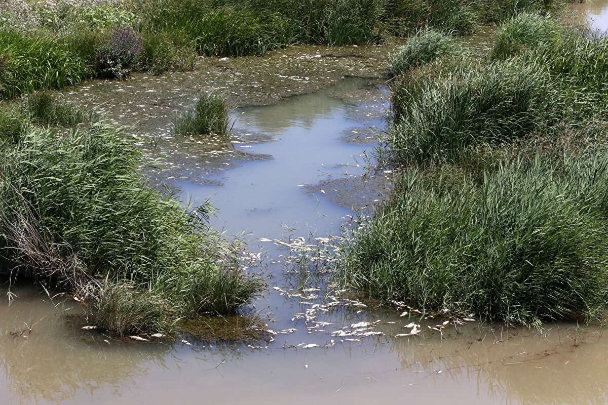 Su sıcaklığındaki ani değişiklik dolayısıyla oksijen seviyesinin düşmesine bağlı olarak gerçekleştiği tahmin edilen ölümlerin, kesin nedeninin laboratuvar sonuçlarından sonra ortaya çıkacağı belirtildi.<br><br>