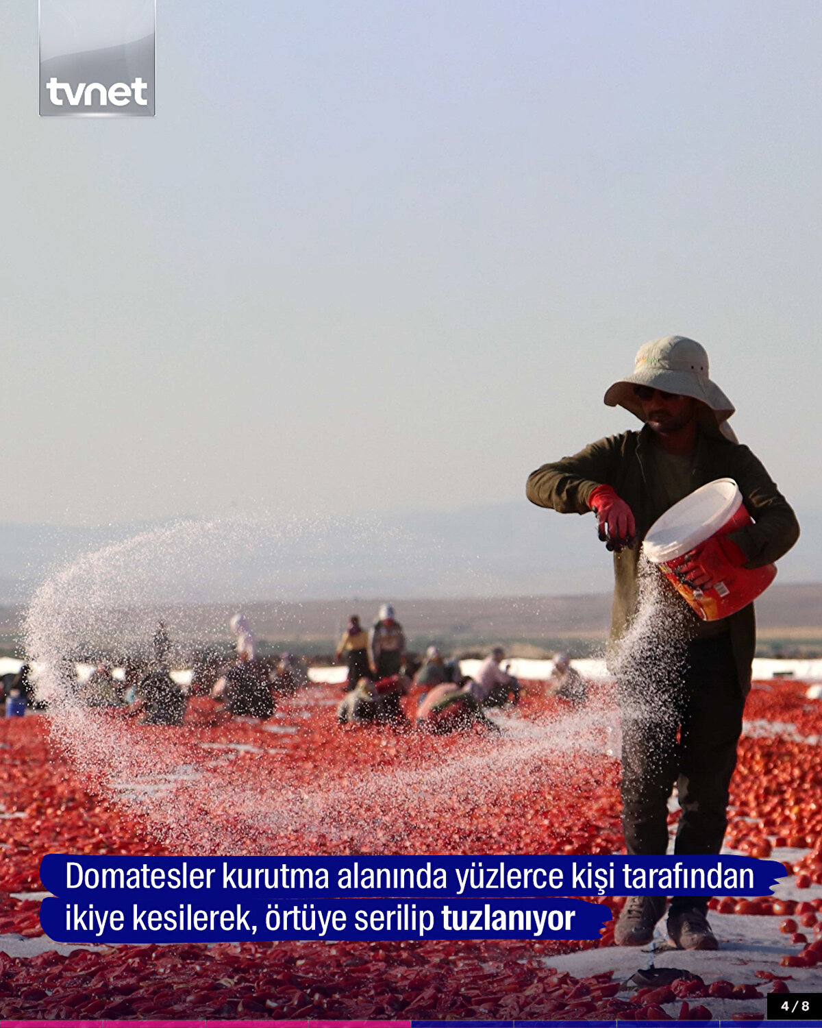 Domatesler kurutma alanında yüzlerce kişi tarafından ikiye kesilerek, örtüye serilip tuzlanıyor