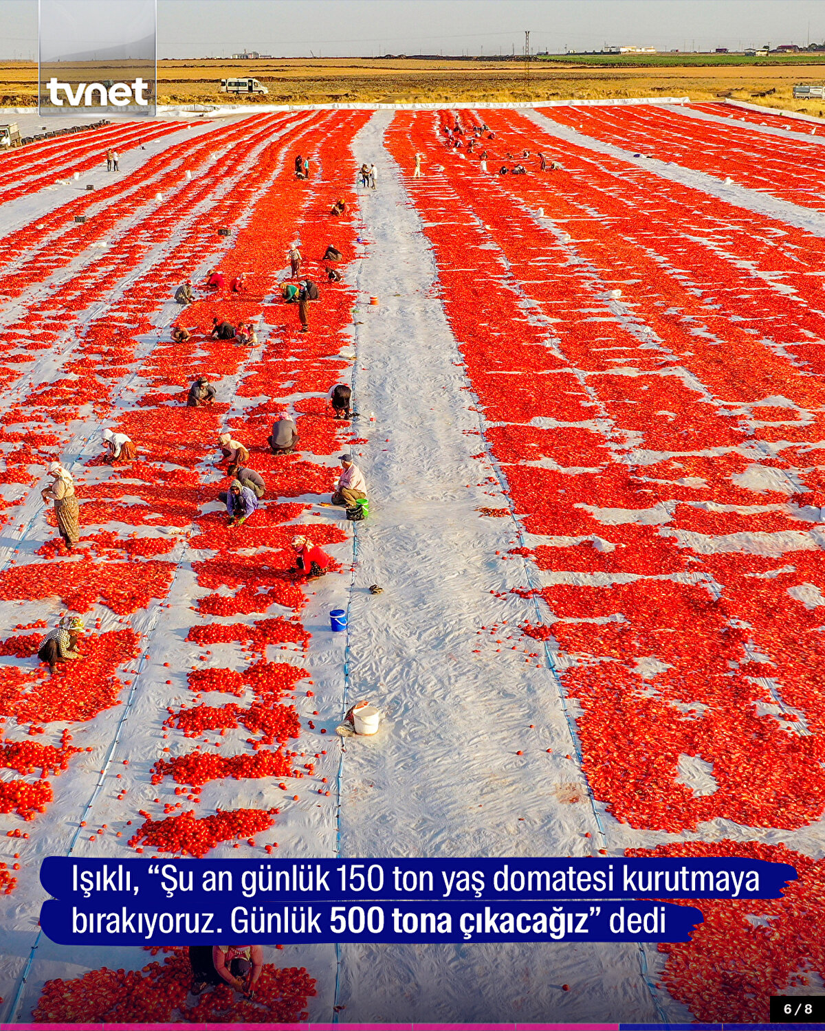 Işıklı, “Şu an günlük 150 ton yaş domatesi kurutmaya bırakıyoruz. Günlük 500 tona çıkacağız” dedi