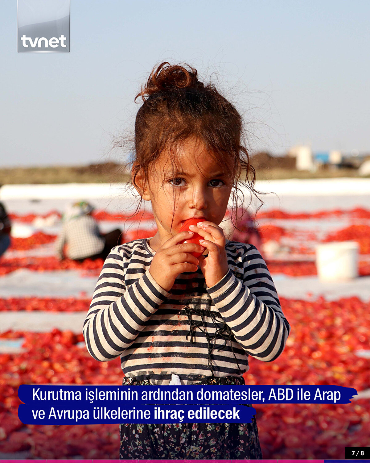 Kurutma işleminin ardından domatesler, ABD ile Arap ve Avrupa ülkelerine ihraç edilecek