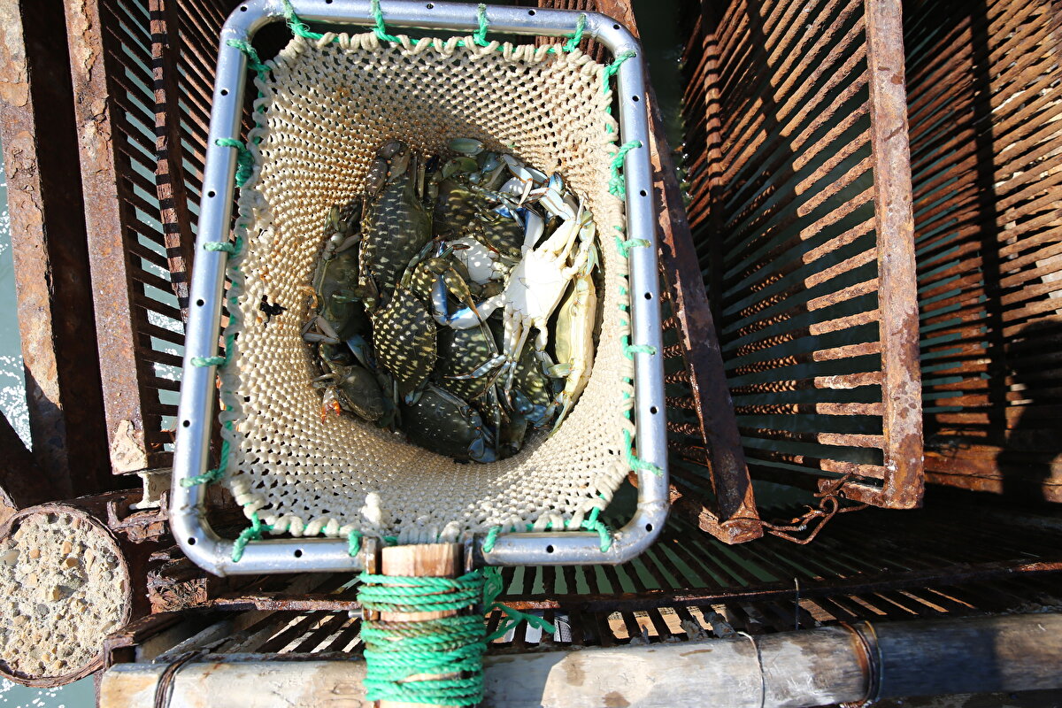 Mavi yengecin Akdeniz'e kıyısı olan ülkelerde "yüksek sosyete ürünü" olarak satıldığını anlatan Topuz, "Mavi yengeç, son yıllarda yurt dışına yapılan ihraçlarla kendisini duyurdu ve kanıtlamaya başladı. Daha önceleri böcek olarak nitelendiriliyordu." dedi.<br>