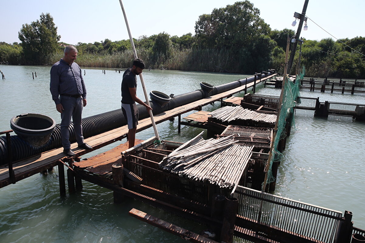 Balıkçılar, Adana'nın Karataş ilçesindeki Akyatan, Ağyatan ve Tuzla lagünlerinden yakaladıkları mavi yengeçleri ihracatçı firmalara satıyor.<br>