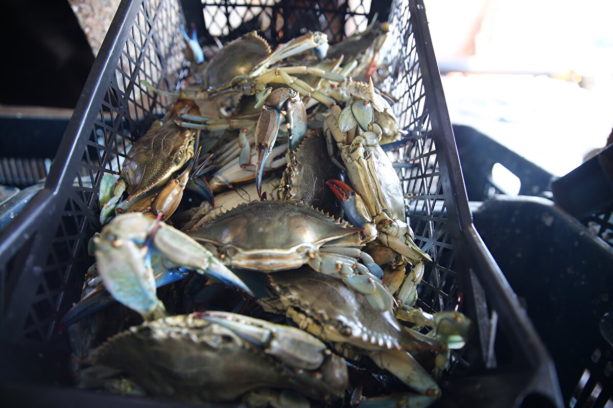 Yılda ortalama 100 ton ihraç edilen mavi yengeç, kilogramı 10-12 avrodan alıcı buluyor.<br>