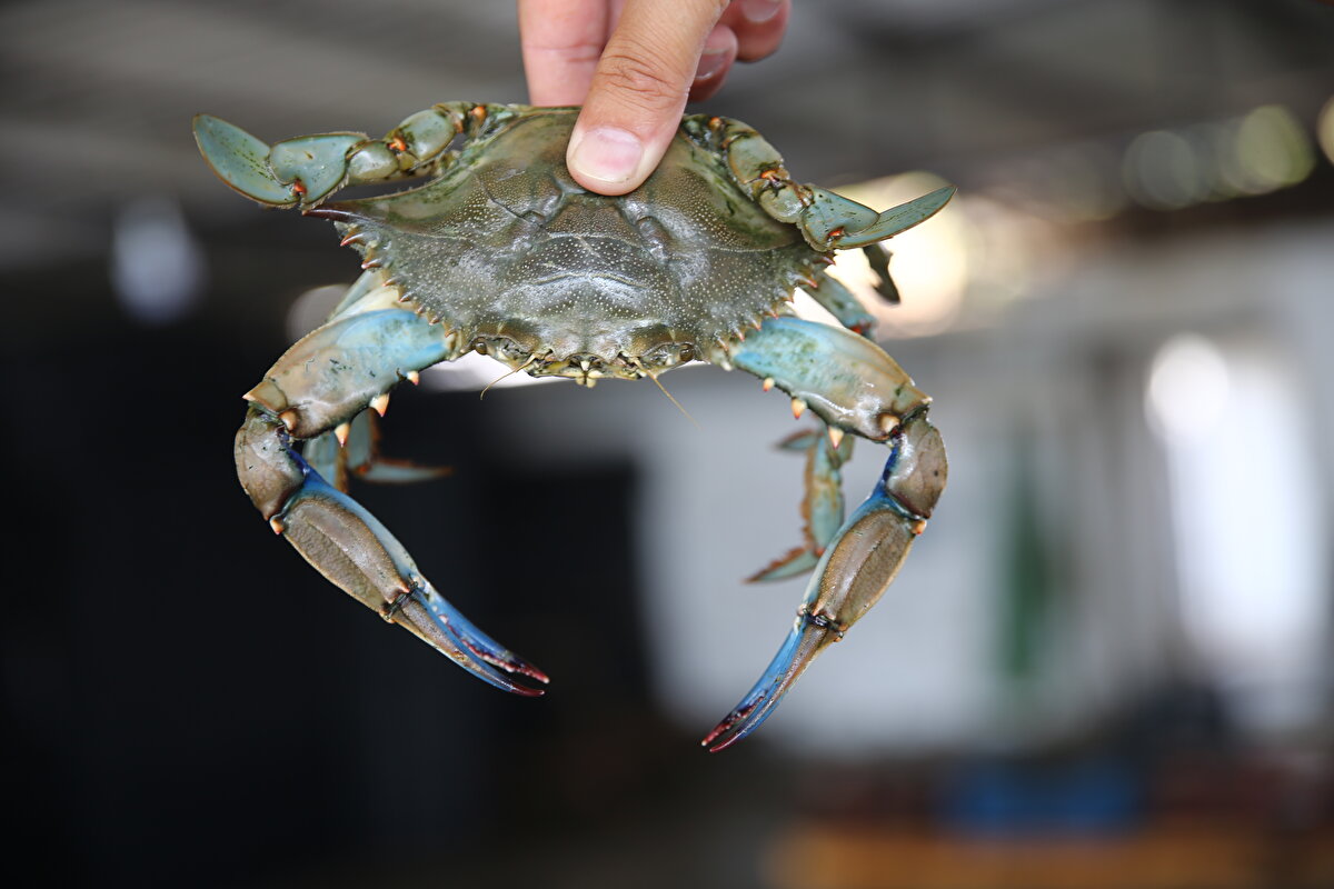 Mavi yengeç festivalle tanıtılıyor<br><br>Karataş Belediye Başkanı Necip Topuz, AA muhabirine, ilçenin mavi yengecin en önemli üreme alanlarından olduğunu söyledi.