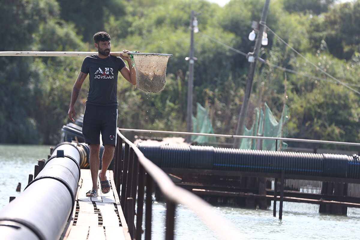 Mavi yengecin lezzetiyle ön plana çıktığını belirten Kumlu, "Kendinden doğal tuzlu bir tadı var ama çok lezzetlidir. Karidesten bile lezzetli diyebiliriz. Karides sevenler mavi yengeci daha çok beğenir." ifadesini kullandı.<br>
