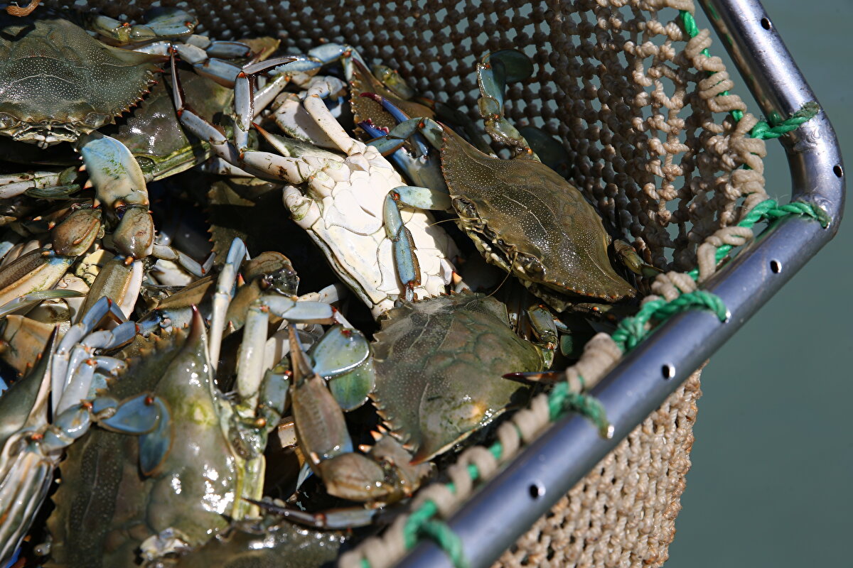 "Doğal tuzlu bir tadı var"<br><br>Bölgeden yakalanan mavi yengeci ihraç eden Murat Kumlu da "Çin'de Guangzhou, Şanghay, Hong Kong'a ve Avrupa'da da Almanya, İngiltere ve İtalya gibi ülkelere gönderiyoruz. Amerika'dan talep alıyoruz. ." diye konuştu.
