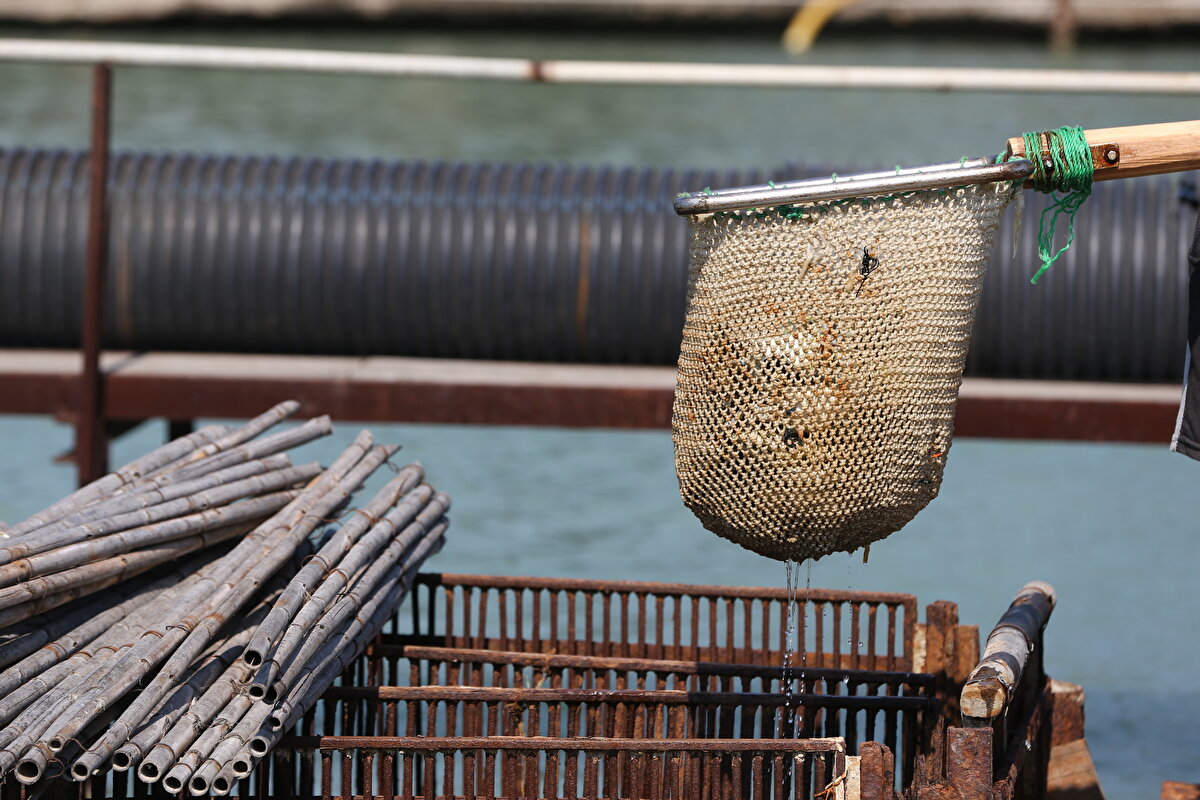 Topuz, mavi yengecin besin değerinin de çok yüksek olduğunu ifade ederek, son dönemde Uzak Doğu ve Avrupa'daki birçok ülkeye mavi yengeç ihracatı yapıldığını belirtti. Topuz, şöyle devam etti:<br>