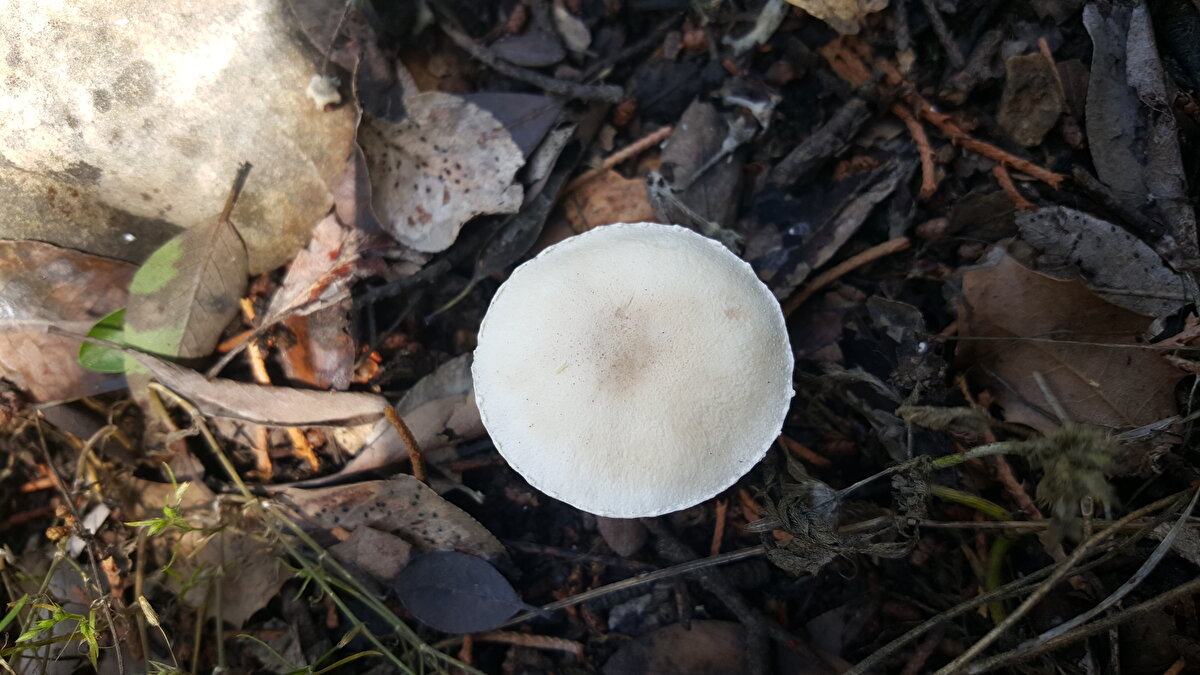 Denizli'de "Lepiota cremea" mantarın moleküler çalışmalarını gerçekleştiklerini belirten Kaygusuz, "Yaptığımız incelemelerde bu mantarın ilk olarak ülkemizde ve dünyada hiç keşfedilmemiş bir tür olduğu sonucuna ulaştık. Çalışmalarımızı detaylandırdık. Moleküler kapsamda örneklerimizi yurt dışındaki diğer mantar türleriyle kıyasladık. Bulduğumuz bu mantar türünün dünyada ilk olarak Denizli'nin Çamlık alanında belirlendi." diye konuştu.<br>