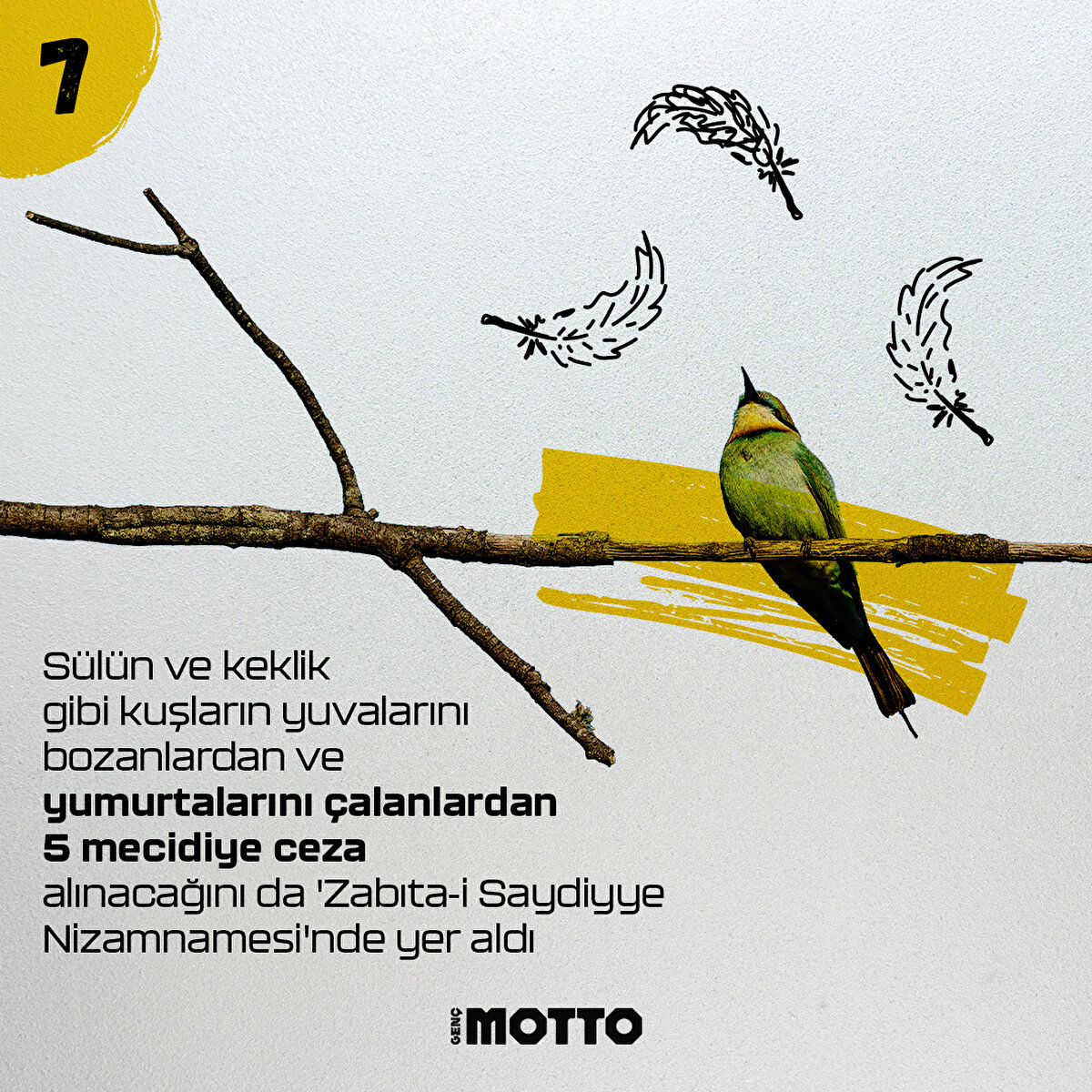 Sülün ve keklik gibi kuşların yuvalarını bozanlardan ve yumurtalarını çalanlardan 5 mecidiye ceza alınacağını da 'Zabıta-i Saydiyye Nizamnamesi'nde yer aldı