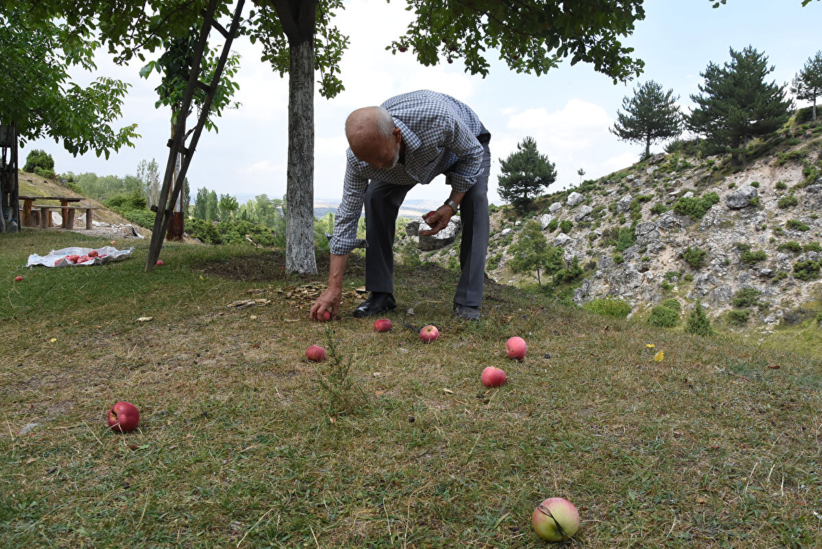 Eşinin vefatından sonra ağaçların tüm bakımını tek başına yaptığını anlatan Okçu, bahçesinde kızıl armut ile gelincik, paşa ve kedi başı elmaları gibi Kütahya'ya has meyve ağaçlarının neslini devam ettirmeye çalıştığını söyledi.
