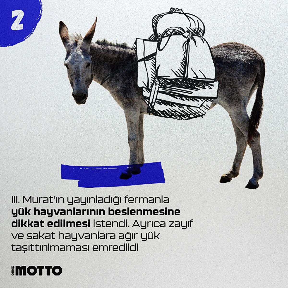 III. Murat'ın yayınladığı fermanla yük hayvanlarının beslenmesine dikkat edilmesi istendi. Ayrıca zayıf ve sakat hayvanlara ağır yük taşıttırılmaması emredildi