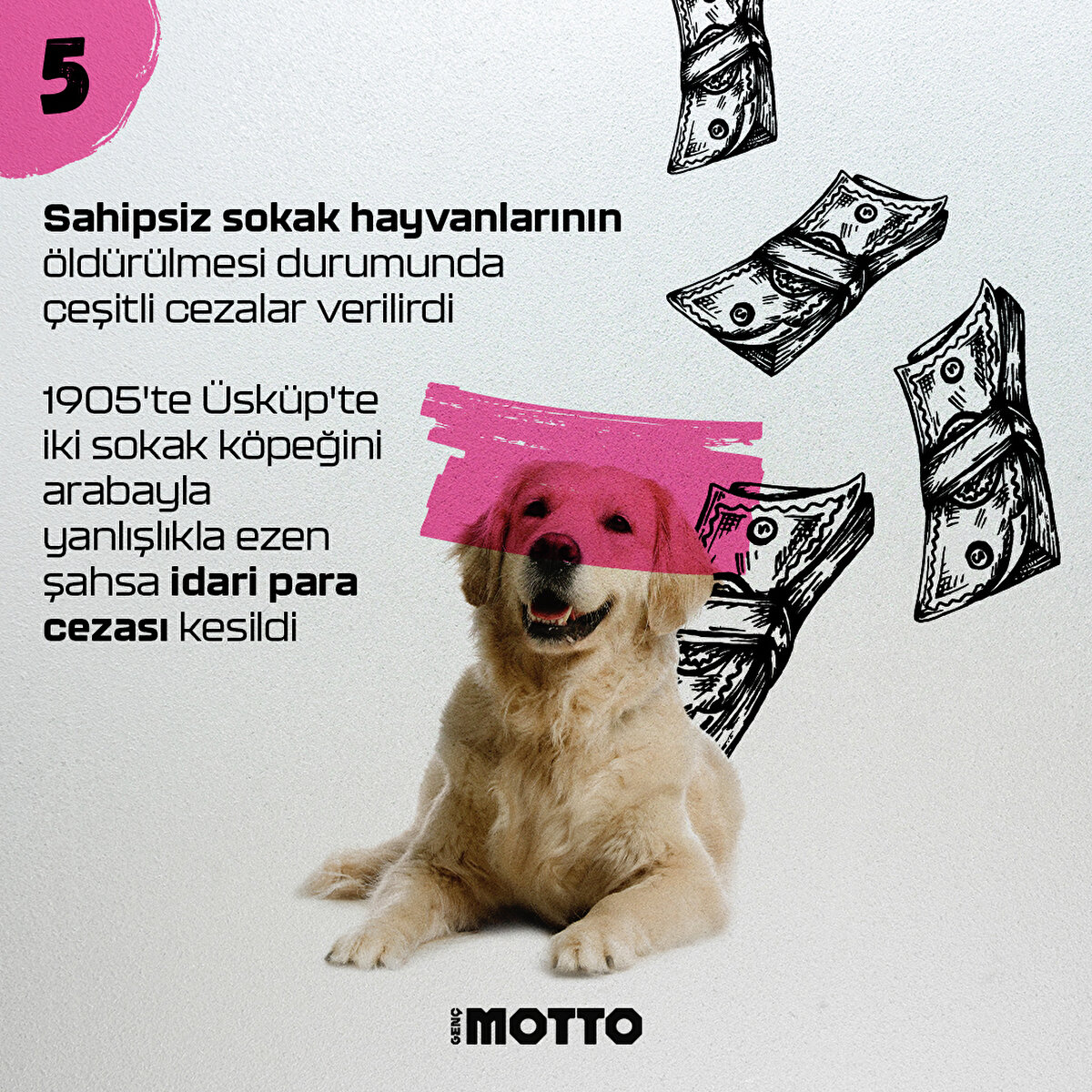 1905'te Üsküp'te iki sokak köpeğini arabayla yanlışlıkla ezen şahsa idari para cezası kesildi