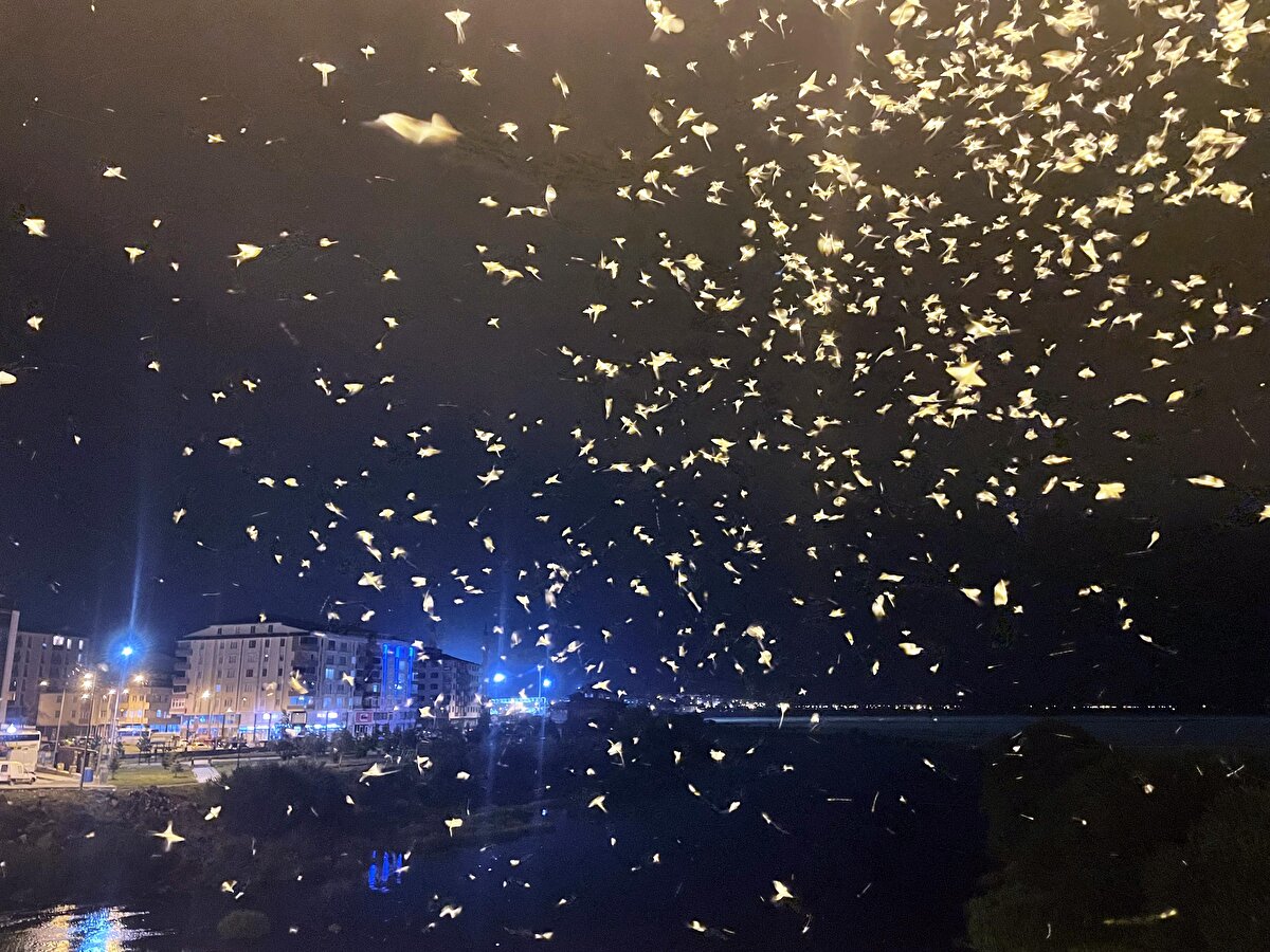 Sineklerin uçuşu, yaklaşık yarım saat kanat çırpmanın ardından ölümleriyle noktalanıyor.<br><br>
