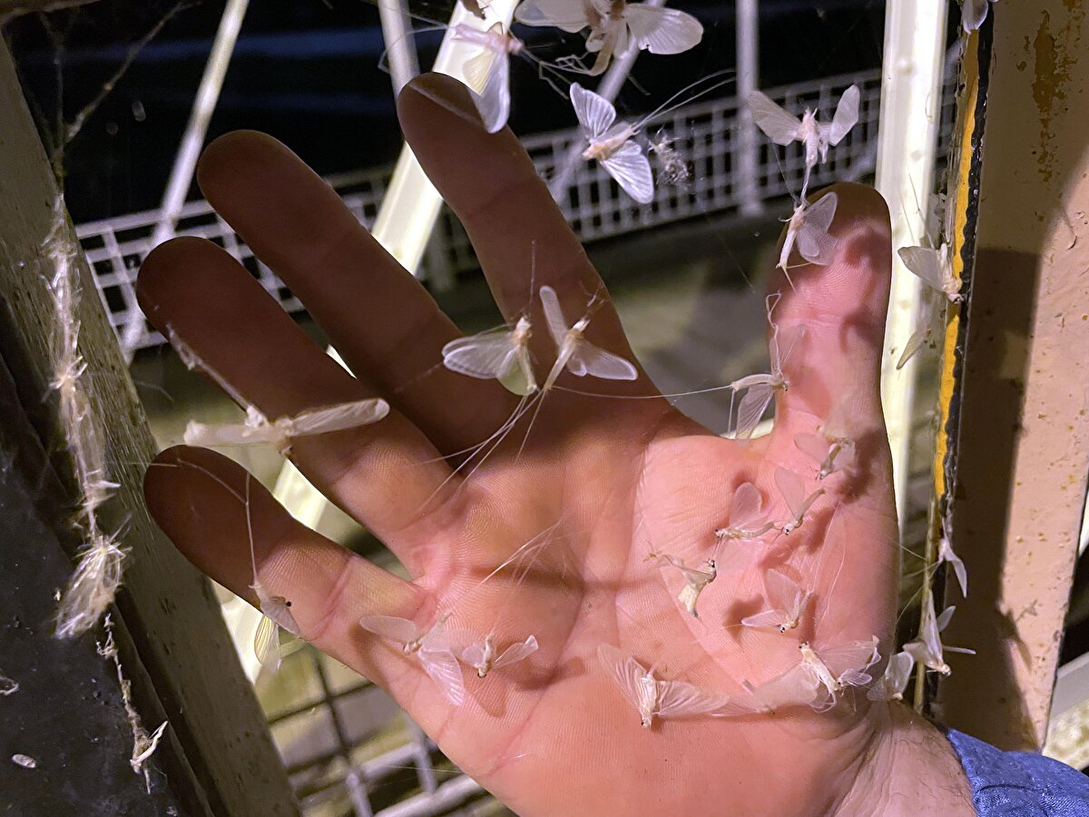 Geçen yıl da aynı bölgede aydınlatma lambaları etrafında toplanan sineklerin, yaklaşık bir hafta daha "ölüm dansını" sürdürmesi bekleniyor.<br><br>