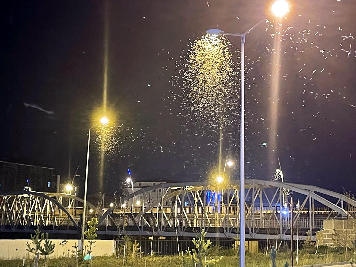 Kentte genellikle Kura Nehri kıyısındaki Ardahan Kalesi ile Ardahan Köprüsü bölgesinde toplanan çok sayıda sinek, aydınlatma lambalarının etrafını sarıyor.<br><br>