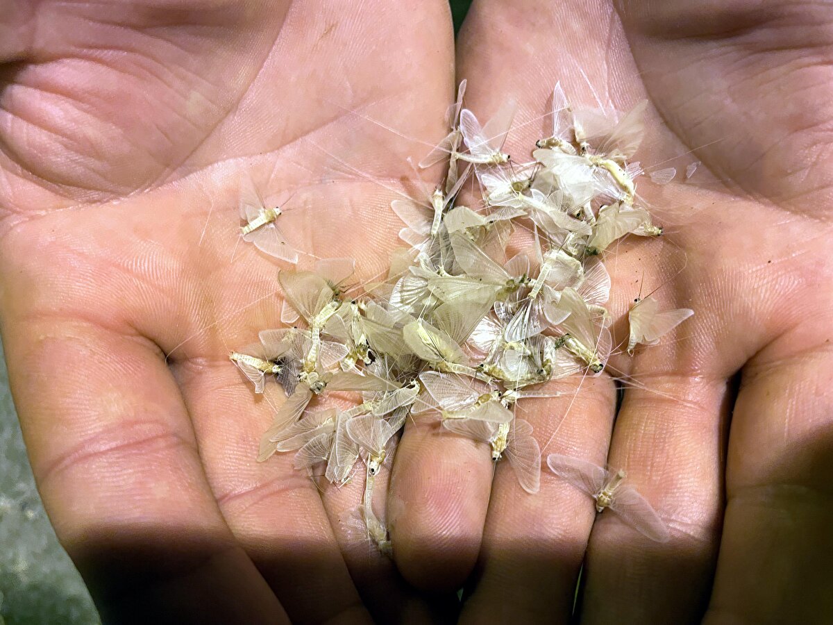 Mayıs sineklerinin sayısı gece saatlerine doğru artarken, yoldan geçen vatandaşlar onların uçuşlarını izledi.<br><br>