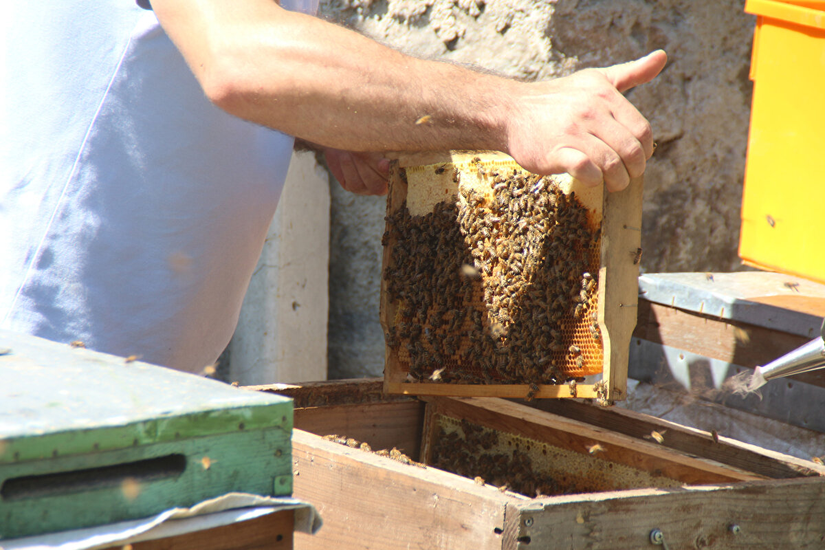 Diğer kooperatifteki yönetim kurulu başkanlarımızla, üreticilerimizle istişare yapıyoruz. İnşallah yakın zamanda tek Anzer balı olarak tüm tüketicilerimize de hizmet vermeye devam edeceğiz." dedi.<br>