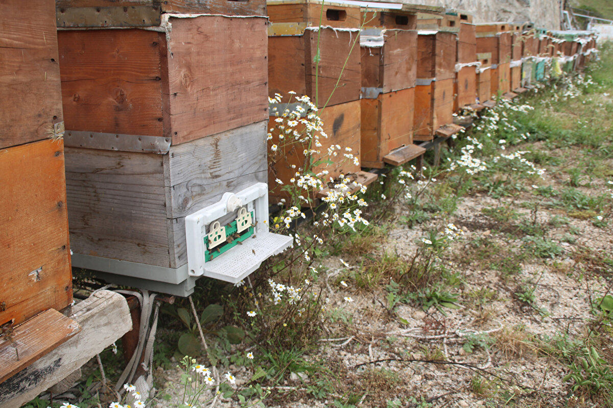 "Kovan başı ortalama 4-5 kilo rekoltemiz oluştu. Bir hafta boyunca sağım işlemleri devam edecek. Ön siparişle satıyoruz.<br>