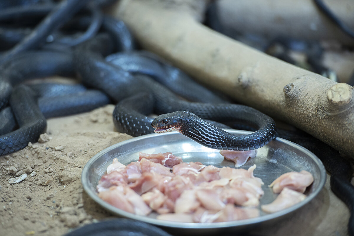 Röportaj esnasında yakın bir köyde yılan görüldüğü haberinin gelmesi üzerine Emin, 13 yaşındaki oğluyla birlikte yılanı kısa süre içinde yakaladı.