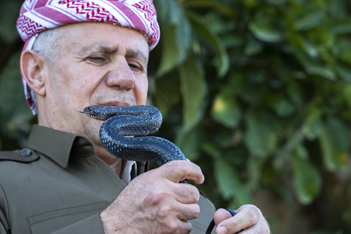 "Yılan çoğu zaman saldırmak zorunda kalmamak için kendini saklıyor"<br><br>Emin, yılanların ömrünün derilerinden, türlerinin ise kafalarından anlaşıldığını dile getirerek, yılanın karın bölgesinin kırmızı değilse erkek olduğunu, erkeğin baş bölgesinin ise daha büyük oduğunu vurguladı.