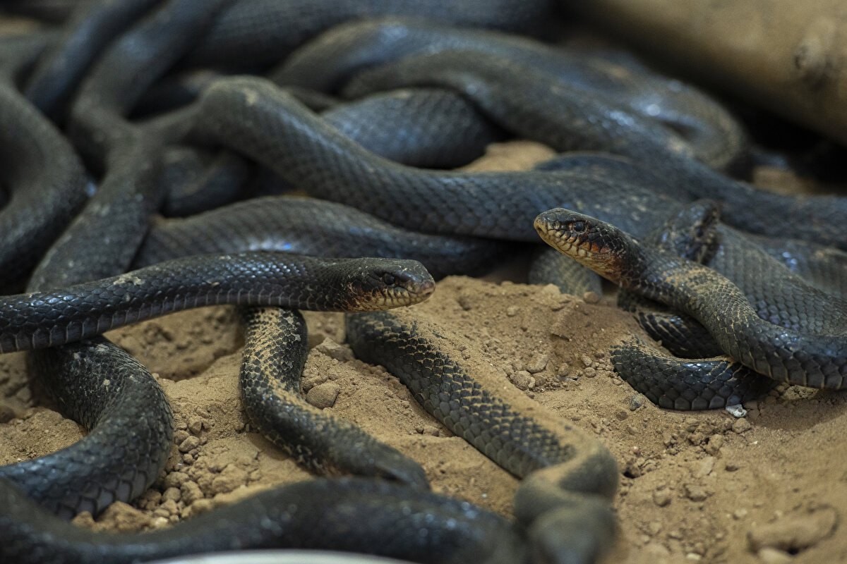 <br>Emin, "Amacım yılanları ölümden kurtarmaktır. Biri yılanı öldürmek istediğinde hemen gidip kurtarıyorum" ifadesini kullandı.