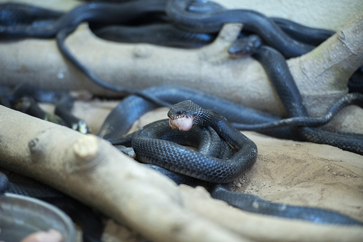Yıllardır evinde ailesiyle 60 yılan besliyor