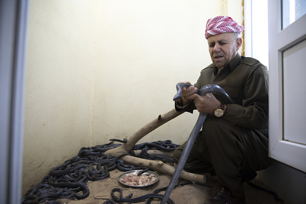 Yıllardır evinde ailesiyle 60 yılan besliyor