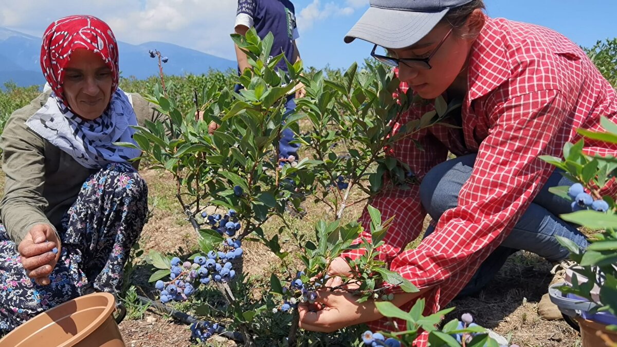 'ÜRETİMDE BURSA BİRİNCİSİYİZ'<br>Yaban mersininin bölgeye hareket getirdiğini belirten Çelik, "Bu arada 60 köyde yaşayan 60 çiftçimizde bu işe soyundular. Daha önce işlenmeyen köyler, yaban mersini sayesinde hareketlendi. Çok güzel gelir sağlanmaya başlandı. Daha tam verime geçmemesine rağmen bugün itibarıyla bile bu mahallemize 10 milyon lira girmiş durumda. İnegöl'ümüzün verimli topraklarında her şey yetişiyor. Özellikle son 5 yılda yaban mersiniyle ilgili çalışmalar güzel gidiyor. Şu anda üretim bakımından Bursa birincisiyiz. İleriki dönemlerde hedefimiz Türkiye birinciliği. 2-3 sene içinde bu hedefi yakalayacağız. Çünkü topraklarımız uygun. Müteşebbis insanlarımız var. Onlarla birlikte de yaban mersininde bunu yakalayacağız" ifadelerini kullandı.