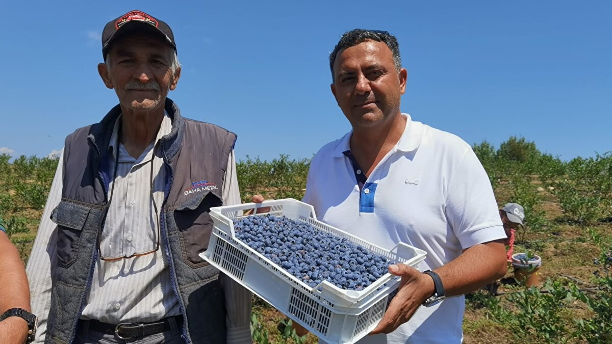 Yani 1 dekarlık bir arazide 1 ton meyveyi alabiliyoruz. Çalı üretimi ve çalı dikimi açısından Türkiye'deki en yüksek verim ve dikim anlamındaki köyüz. En büyük üretim merkeziyiz. Kilogram fiyatlarımız 150-200 lira arasında yer buldu. Özellikle ekonomik açıdan dünya borsasına oranla aşağıda bulunmaktayız. Bunu da ilerleyen dönemlerde kapatacağımıza inanıyorum. 