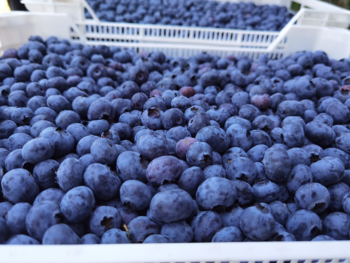 Perakendede 350-400 liraya kadar bu ürün çıktı. Bugün itibarıyla Kazakistan, Hong Kong gibi ülkelere ürünlerimizi gönderdik ama özellikle Bursa'daki ve Türkiye'deki sayılı marketlere, pastacılık sektörüne, tıp aromatik sahaya ürün vermiş olduk" diye konuştu. 