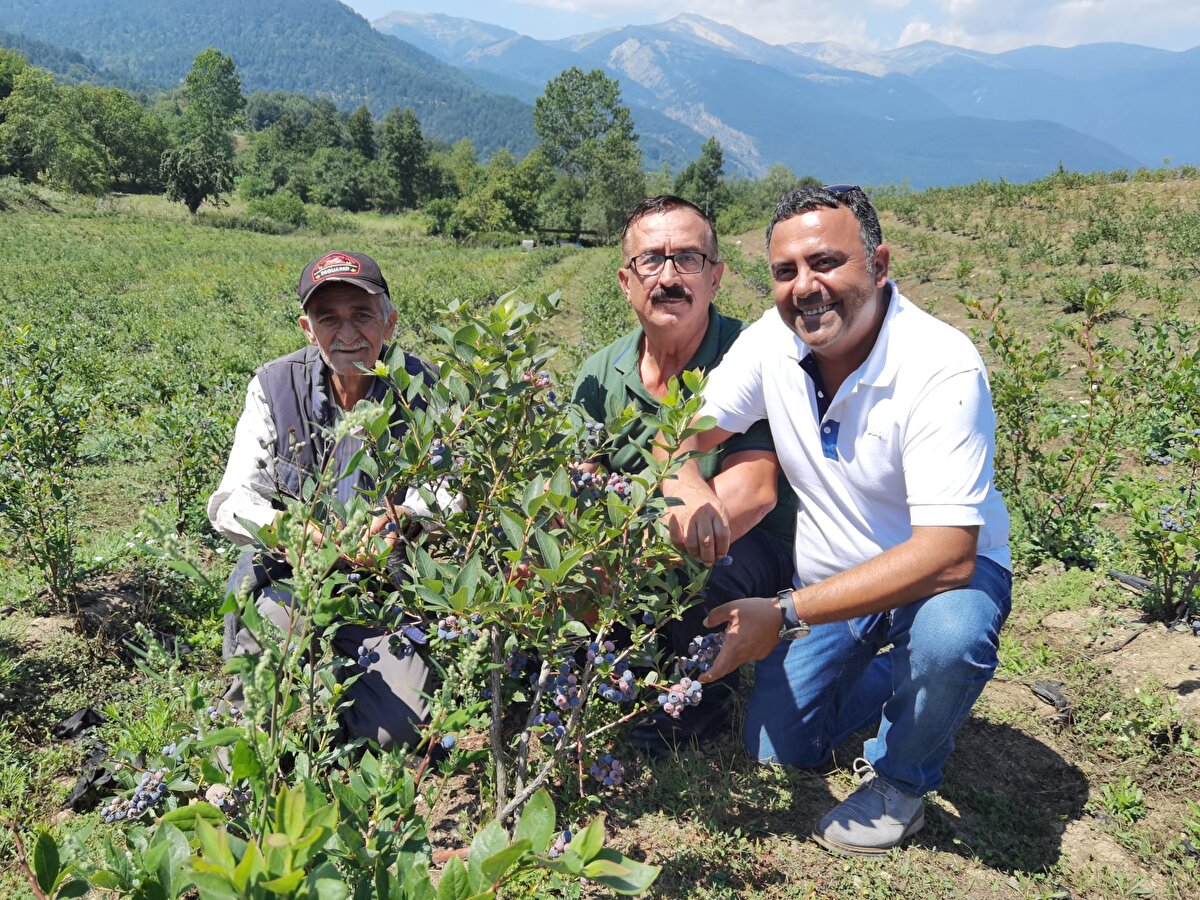 KİLOSU 150-200 LİRA ARASINDA<br>Üretici Erkan Ateş, "Yaban mersinini biz burada toprakta, doğal ortamında yetiştiriyoruz. Bu bölgede yaklaşık 1200 rakımda, kendiliğinden oluşan yaban mersinlerinin yanına Amerika'da organize edilmiş yaban mersinlerini yetiştirmiş bulunmaktayız. Bugün itibarıyla çalı başına 3,5- 4 kilogramı yakaladık. 