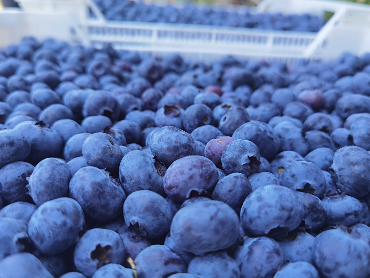 Tuzla Mahallesi'ndeki yaban mersini bahçelerinde inceleme yapan İnegöl Ziraat Odası Başkanı Sezai Çelik, "Yaban mersini hasadı devam etmekte. Türkiye'nin tescilli en büyük yaban mersini tarlasındayız. Burası 42 dekarlık bir tarla. İnegöl'ümüzde son yıllarda özellikle yaban mersini önemli bir yer tutmaya başladı. Yaban mersini toprak seçici olduğu için her yerde olmuyor. Yüksek rakımlı yerlerde oluyor. Tuzla mahallemiz de toprak uyumluluğu bakımından ön plana çıktı ve devamında da yaban mersini burada ivme kazanmaya başladı. Toplamda 700 dekarlık bir alanda yaban mersini üretiliyor. Buradan da 50 ton civarında bir ürün elde ediyoruz. Fakat bahçelerimiz şu an genç. İleriki dönemde burada hedefimiz 1000 ton civarında" dedi.