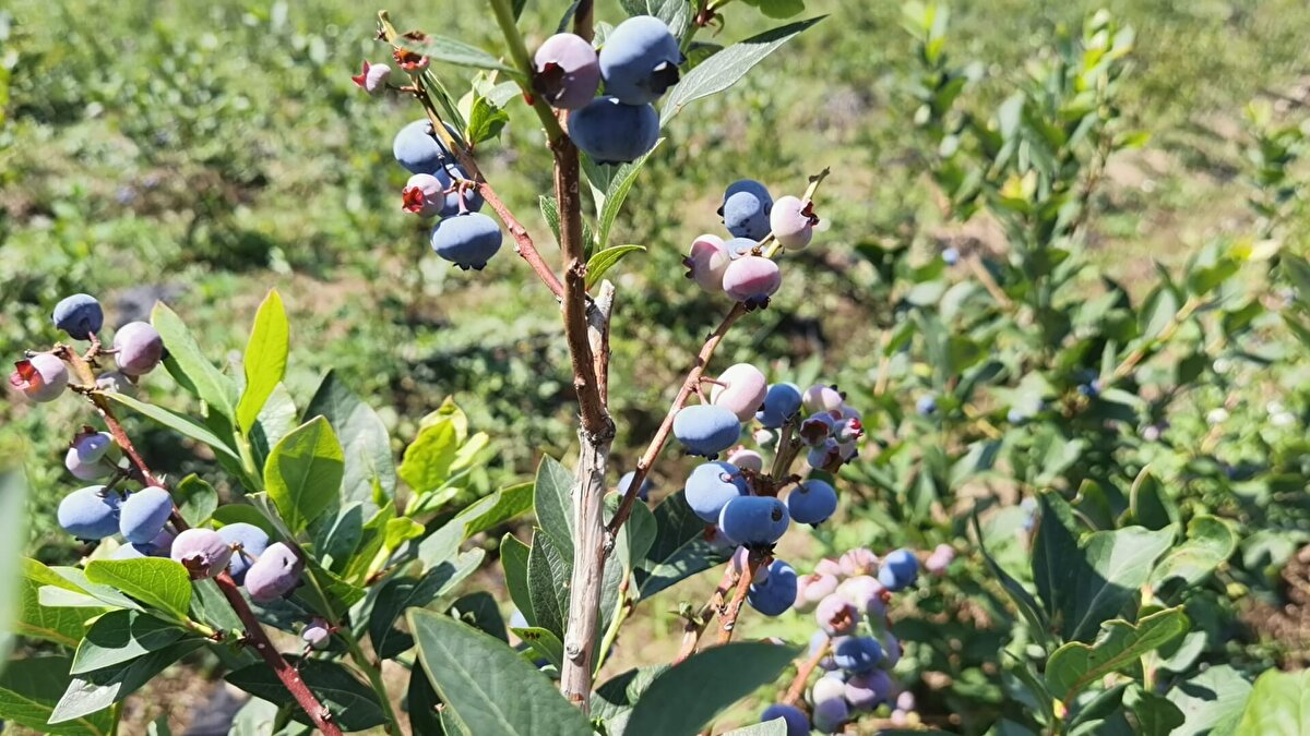  Bu hasat döneminde toplanan yaban mersinlerinin 10 tonluk kısmı Hong Kong'a, bir kısmı da Kazakistan ve iç pazara ihraç edildi. 50 ton rekoltenin alındığı yaban mersininin kilosu ise 150-200 lira arasında satışa sunuldu.