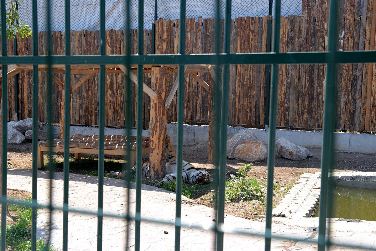 Raporda; gerek çevre gerek konum gerek hayvan sağlığı gerekse kötü koku yayması ve gürültü kirliliği açısından işletmeye ruhsat verilmesinin yanlış olduğu tespiti yapıldı. Ankara 18'inci İdare Mahkemesi de bilirkişi raporu doğrultusunda, Ankara Valiliği'nin hayvanat bahçesi için verdiği 13 Ağustos 2021 tarihli ruhsat ve iznin yürütmesinin durdurulması kararlaştırıldı. Ardından işletme sahibinin itirazını değerlendiren Ankara 18'inci İdare Mahkemesi, hayvanat bahçesinin kapatılmasına karar verdi.