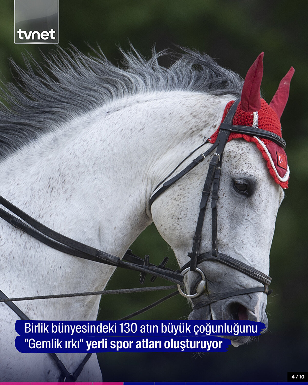 Birlik bünyesindeki 130 atın büyük çoğunluğunu "Gemlik ırkı" yerli spor atları oluşturuyor