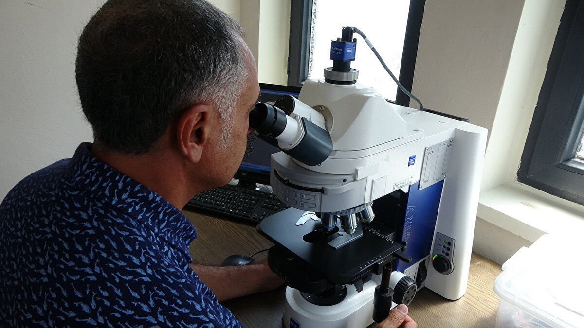 Doğu Karadeniz'in yüksek kesimli yayla ve ormanlarında 2015'ten bu yana yürütülen araştırmalar sonucunda, dünyada varlığı bilinmeyen 20 yeni mantar türü ortaya çıkarıldı.