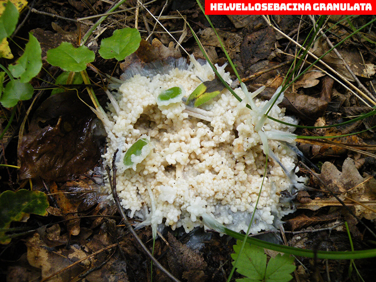 YÜZDE 90'I TRABZON YAYLALARINDAN <br>Bazı mantarın isimlerine, keşfedildikleri yörenin ismini verdiklerini aktaran Prof. Dr. Sesli, "Trabzon ve ilçeleri ağırlıklı olmak üzere Giresun ve yakın ilçelerine gittik. Yüzde 90'ını Trabzon yaylalarından topladık. Trabzon'da bulduğumuz bir mantara, 'Gymnopus trabzonensis', Akçaabat'ta bulduğumuz bir mantara da 'Clitolyophyllum akcaabatense' ismini verdik. 2015 yılında ilk keşfettiğimiz mantarlardan birine de 'Türk mantarı' anlamına gelen 'Lyophyllum turcicum' ismini vermekten mutluluk duyduk. Bundan sonra yapılması gereken bu mantarların ekonomik, farmakolojik ve besinsel amaçlı değerlendirmesi için ilgili araştırmacıların yapacağı çalışmalar" dedi