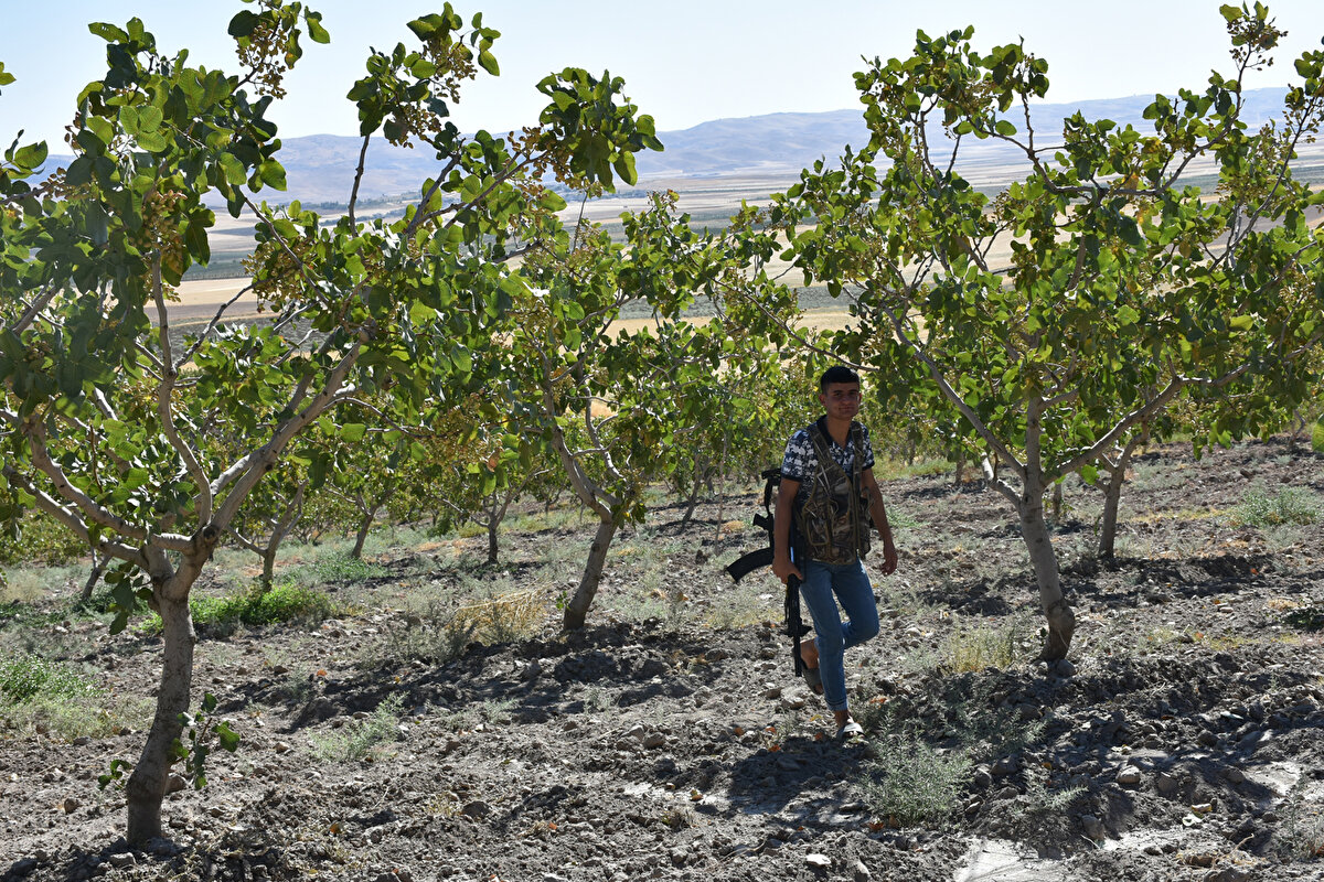 Hasat döneminde bazen uykusuz kalıp, nöbet tuttuklarını söyleyen Deveboynu köyünden üretici İdris Aba, "Emeklerimizin heba olmaması için buradayız. Jandarma ekipleri de özellikle geceleri devriye atıyor. Buraya tanıdık olmayanlar yaklaşamıyorlar. Fıstık hasadına önümüzdeki ayın ortalarında başlanacak. Hırsızlar tarlalarda çiftçiyi görmeyince kendi malları gibi gelip çalıyorlar" diye konuştu.<br><br>