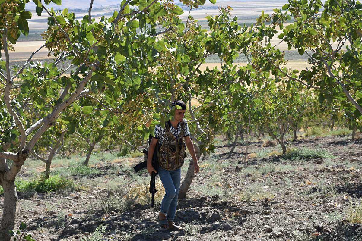 Bahçeden satış fiyatı, kilosu 140 ile 170 TL arasında değişen fıstığın bazı çevre köylerde çalındığını duyan Yenipınar, Deveboynu, Yarımtaş, Atbağı ve Ayrancı köylerindeki arazi sahipleri, fıstık bahçelerinde av tüfekleriyle 7 gün 24 saat nöbet tutuyor.<br><br>