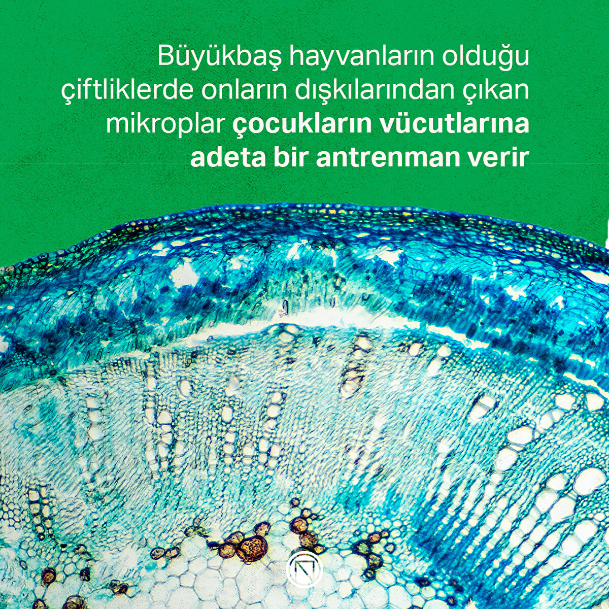 Büyükbaş hayvanların olduğu çiftliklerde onların dışkılarından çıkan mikroplar çocukların vücutlarına adeta bir antrenman verir