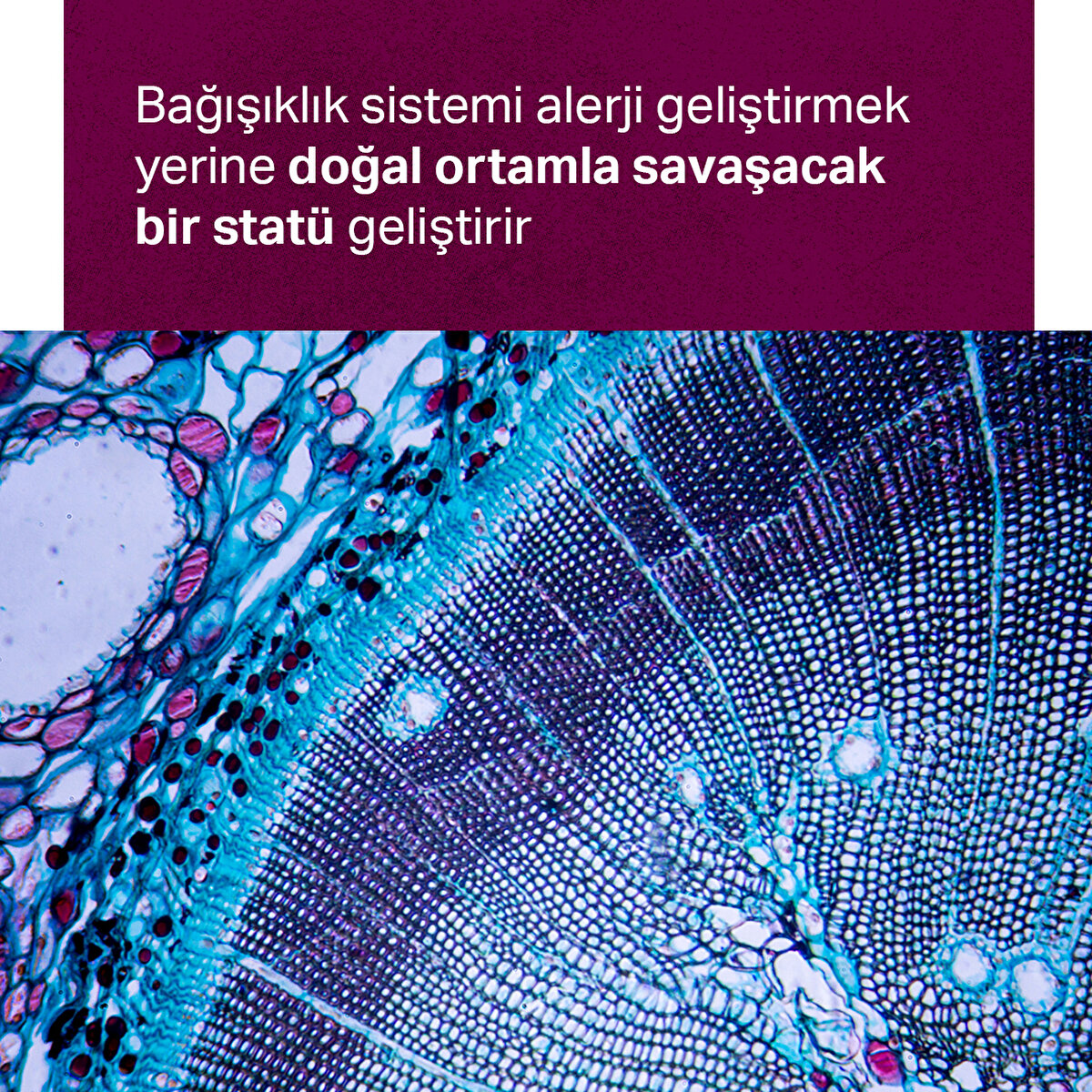Bağışıklık sistemi alerji geliştirmek yerine doğal ortamla savaşacak bir statü geliştirir