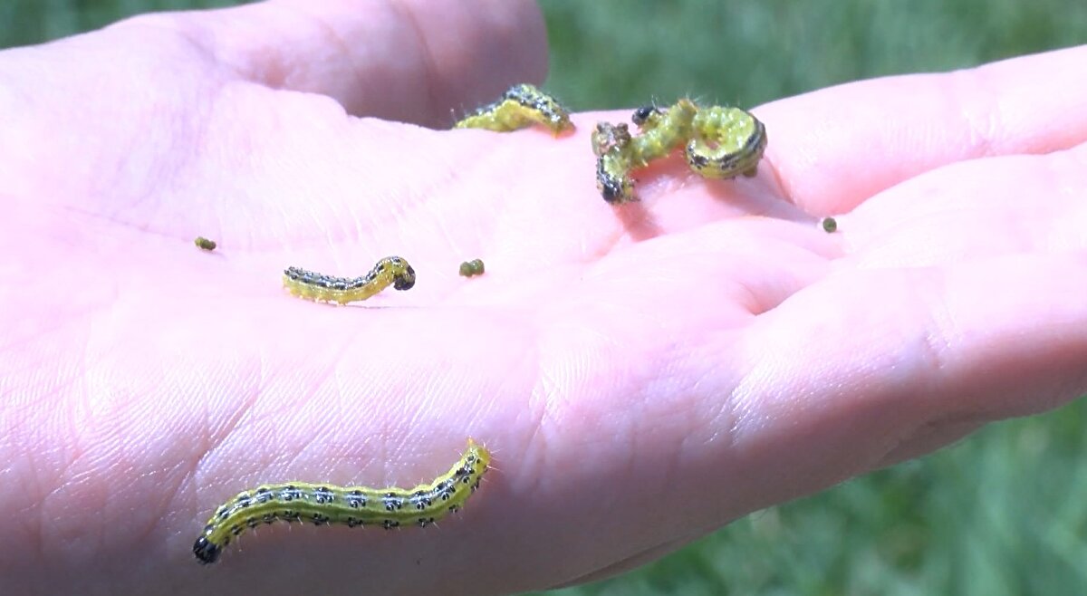 Prof. Dr. Kaya, tırtılların tarla bulamadıkları için parklara indiklerini belirterek, “Bu çayır tırtılının yaklaşık 2 aylık bir yaşam döngüsü var. Şu an son kalan nesiller, herhangi bir yeşil bitki veya tarlada bulamadığı için doğal olarak şu anda en yeşil yer neresi parklar, bahçeler olan İstanbul'da" diye konuştu.<br><br>