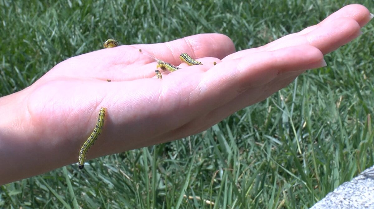 Prof. Dr. Kaya, çayır tırtıllarının yeşil canavarı olduklarını ifade ederek, “Patlama yaşanabilir. Yeşil buldukça bunlar çoğalıyor. Karadeniz'e uçarak geçerek buraya yuva yaptılar. Ondan sonra Bursa'ya geçti. Arkasından da Samsun'a kadar ulaştı. Kelebekler 150'den fazla bitkiye zarar veriyor. Her türlü yeşili yiyor zaten" dedi.<br><br>