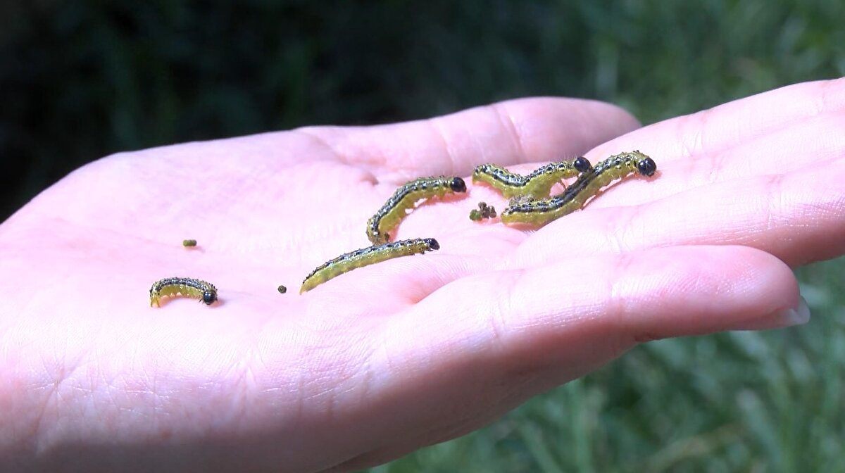 Prof. Dr. Kaya, çayır tırtılı bu sene epidemi yaptığını kaydederek, "Normal şartlarda çayır tırtılı, 2002, 2012, 2022'de her 10 yılda bir epidemi yaptı. Çayır tırtılı aslında sadece ayçiçeğine zarar veren bir böcek değil. Çayır tırtılı 150 fazla türde zarar yapıyor. Daha doğrusu tamamen yeşil canavarı. Özellikle o yabancı otların yoğun olduğu tarlalarda aşağılarda olan önce o otları yiyor, daha sonra yukarı doğru çıkarak zarar veriyor" dedi.<br><br>