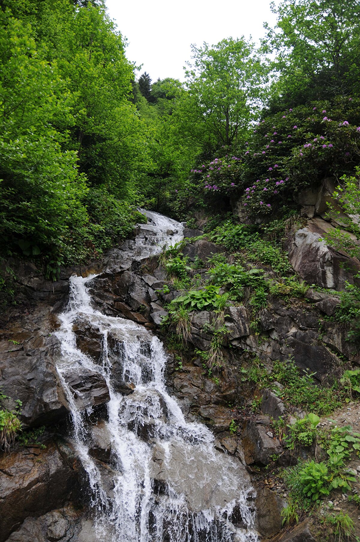 Türkiye'nin yıllık 2 bin 400 kilogram yağış oranıyla en çok yağış alan ili olan Rize'de su sıkıntısı yaşanıyor. Kentte son aylarda azalan yağışlar, su seviyesinin düşmesine ve içme suyu kaynaklarının azalmasına yol açarken, kuraklık tehlikesini de beraberinde getirdi. Su tutulan göletlerin bulunmadığı kentte arıtılan dere suyu kaynakları, içme suyu şebekesine veriliyor. Kentte içme suyu sorununa çözüm için akar yüzey suların biriktirileceği gölet projesi hazırlandı. Rize Belediyesi ile Devlet Su İşleri (DSİ) tarafından kentte 2 yıl önce projelendirilen Andon Vadisi üzerinde yapılacak olan 'Su Göleti' projesi' ile şehrin su sıkıntısı çözülüp kesintisiz bir içme suyuna kavuşturulması hedefleniyor.  