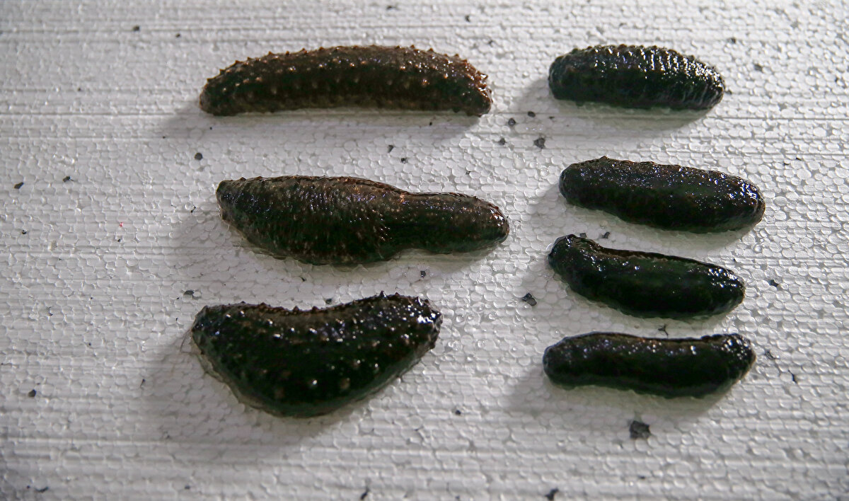 Deniz hıyarı (patlıcanı) Türkiye'de Tarım ve Orman Bakanlığı'nın izin verdiği sahalarda dalgıçlar tarafından toplanıyor.<br><br>