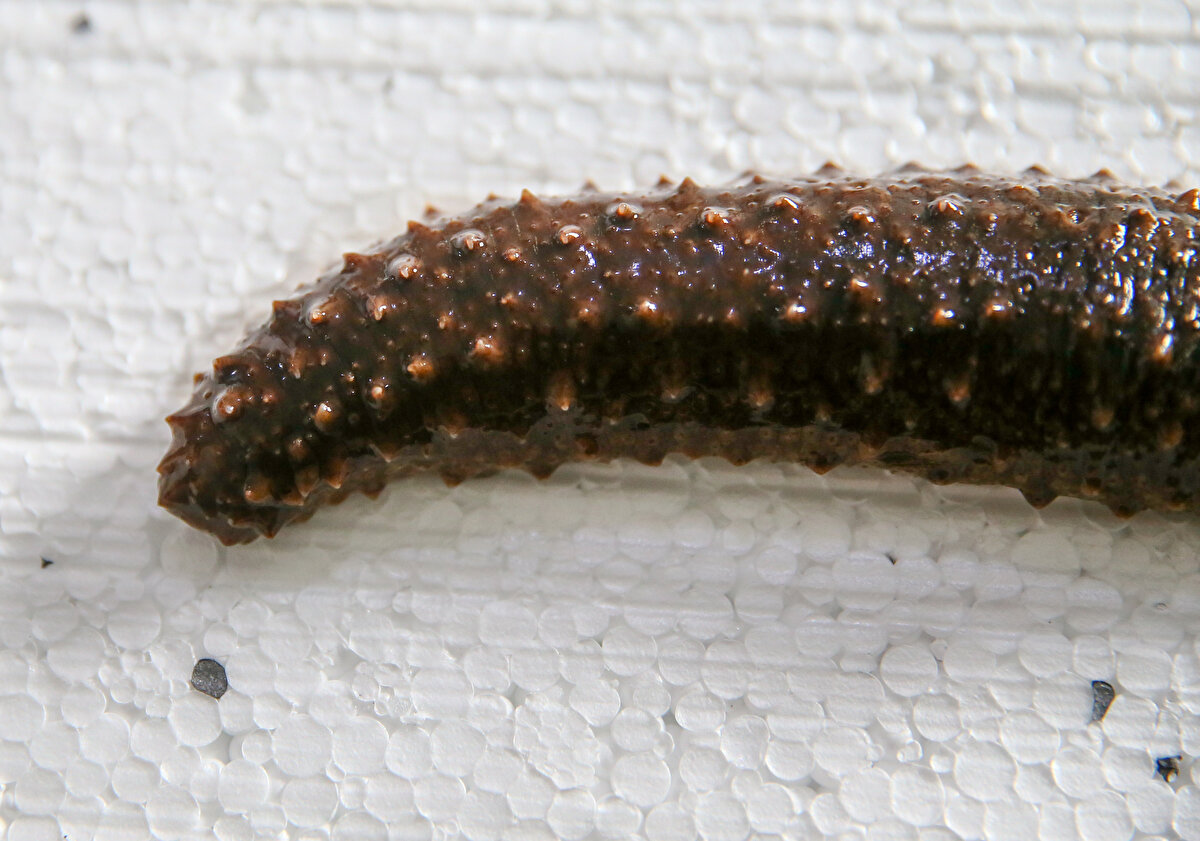 İç piyasada tüketilmeyen, çoğunlukla Uzak Doğu ülkelerine ihraç edilen deniz patlıcanının doğal ortamının dışında üretilmesi amacıyla Ege Üniversitesi'nde bir çalışma yürütülüyor.<br><br>