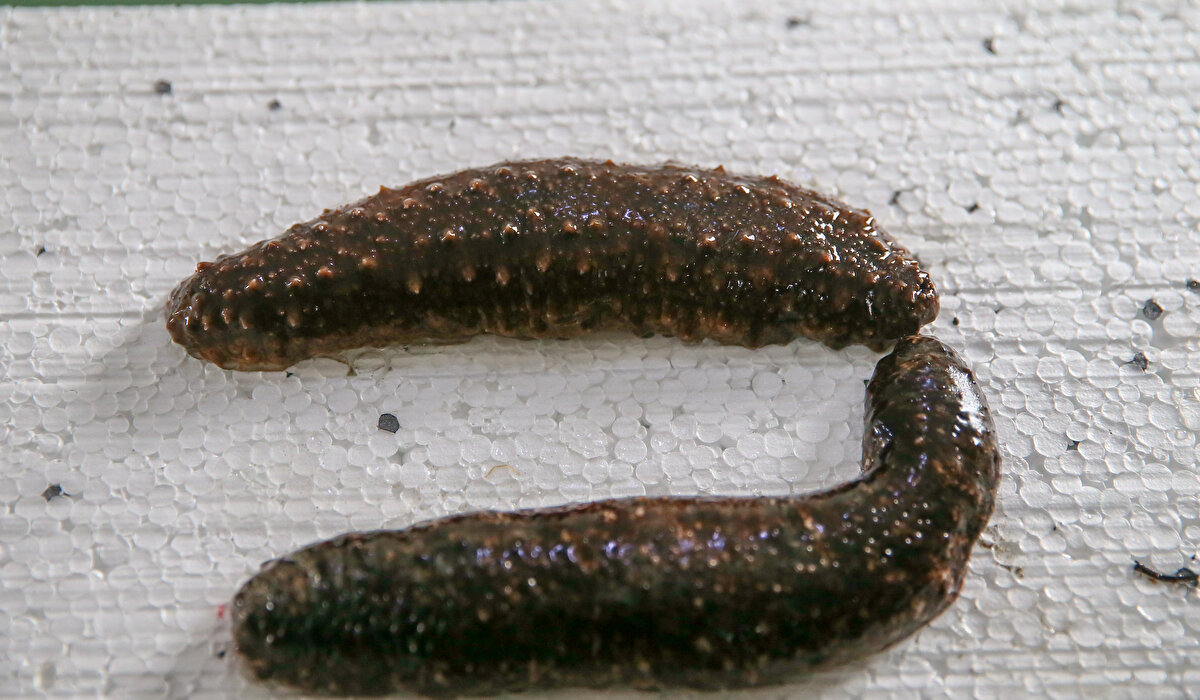 Deniz patlıcanı yetiştiriciliği için proje başlatıldı<br>Çin, Hong Kong, Malezya ve ABD'ye gönderilen bu ürünün kontrollü ortamda yetiştirilerek döviz girdisinin artırılması için EÜ Su Ürünleri Fakültesinin Urla yerleşkesinde KOSGEB desteğiyle "Ticari Ölçekli Deniz Hıyarı Yetiştiriciliğine Yönelik Kuluçkahane Teknolojileri Araştırma ve Geliştirme" projesi başlatıldı.